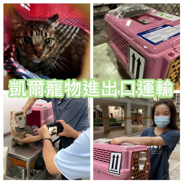 2023/09/30 『香港』混種貓貓Lukas陪主人去香港定居囉~~~